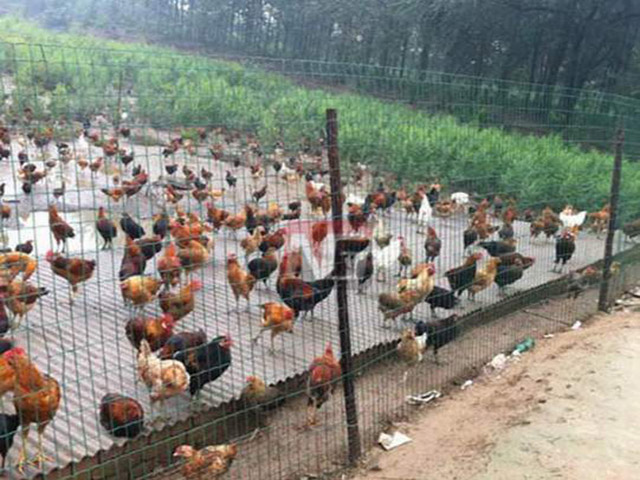 铁丝网护栏养殖养鸡使用年限有多长?