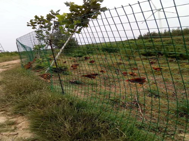 铁丝网护栏养殖养鸡使用年限有多长?