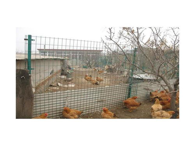 养鸡护栏安装有什么作用与特点?