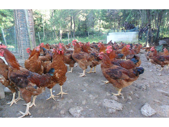 兰州哪里买野外养鸡护栏尺寸检测