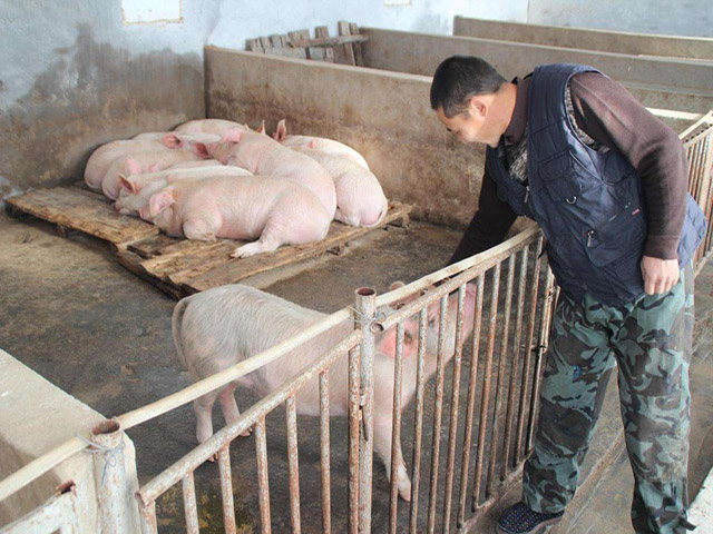 常州生产养猪护栏一般多高