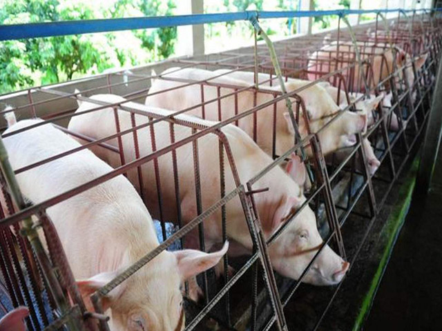 常州生产养猪护栏安装多少钱一米