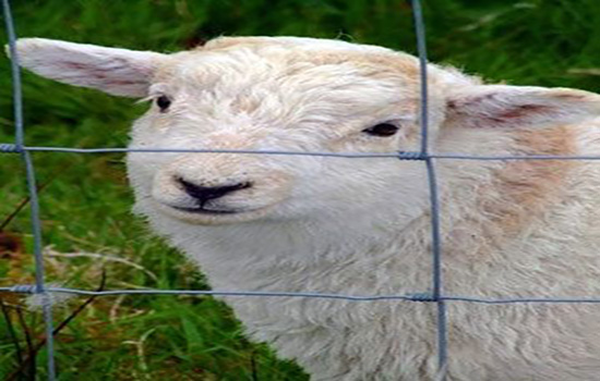 圈羊围栏网