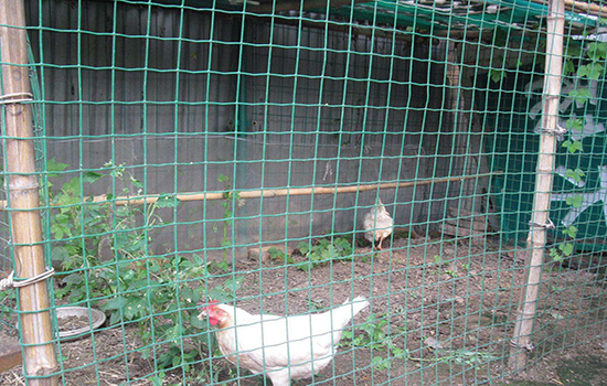 散养土鸡围栏如何安装？