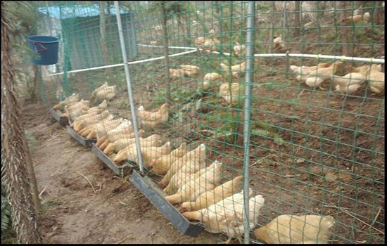 养鸡围栏